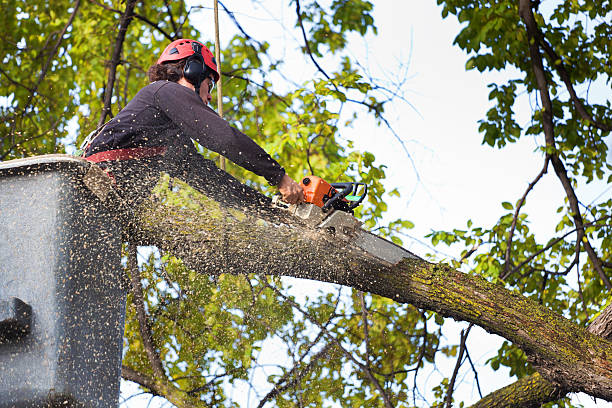 Best Lawn Watering Services  in Rossville, KS